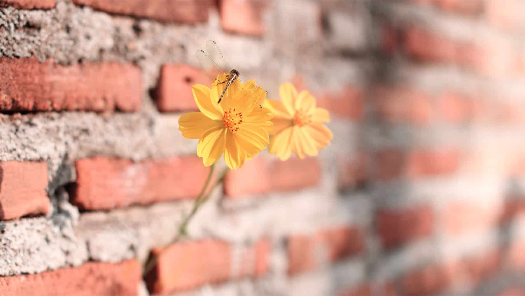 parallax background